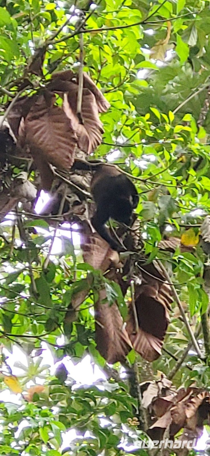 69 Arenal Oasis Eco Lodge