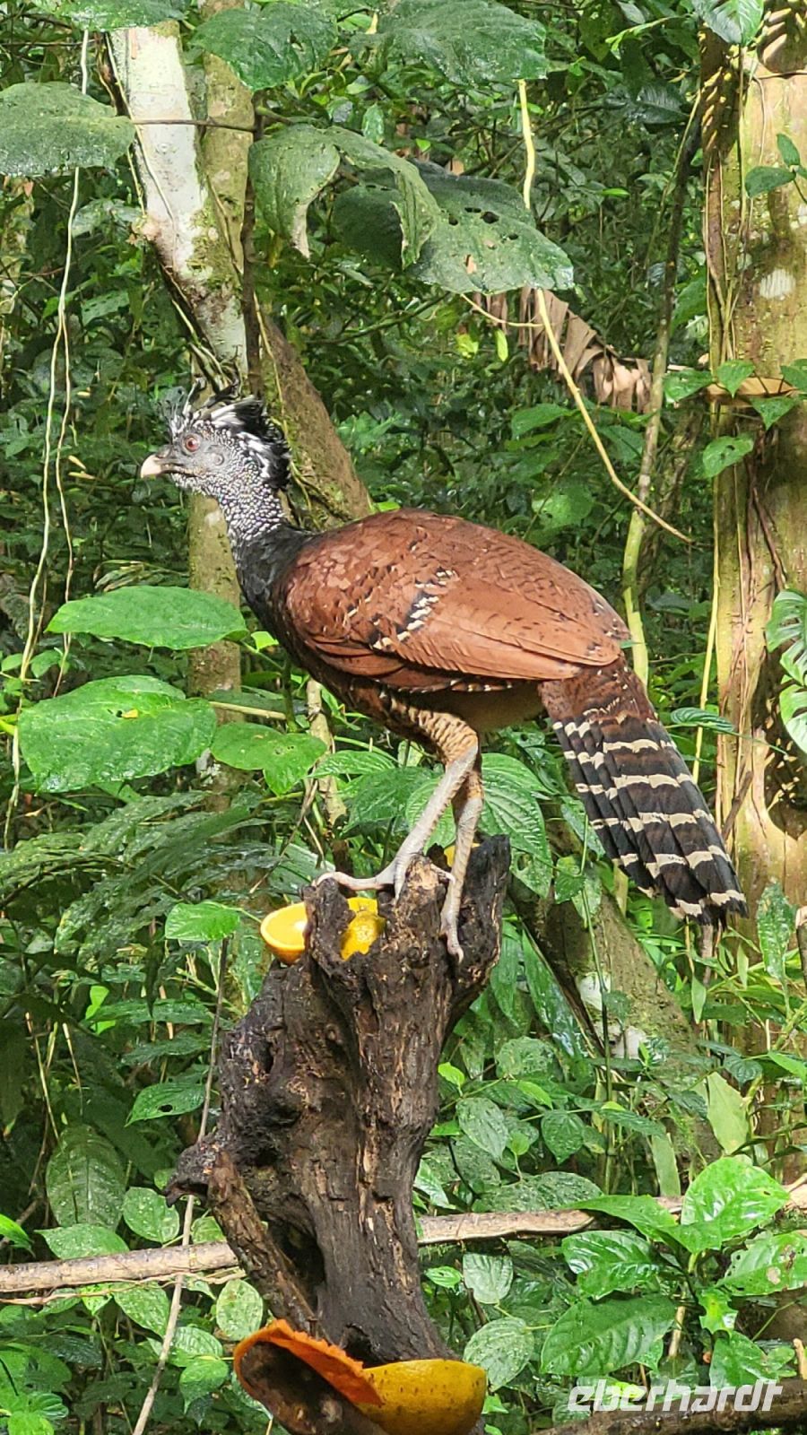 70  Arenal Oasis Eco Lodge