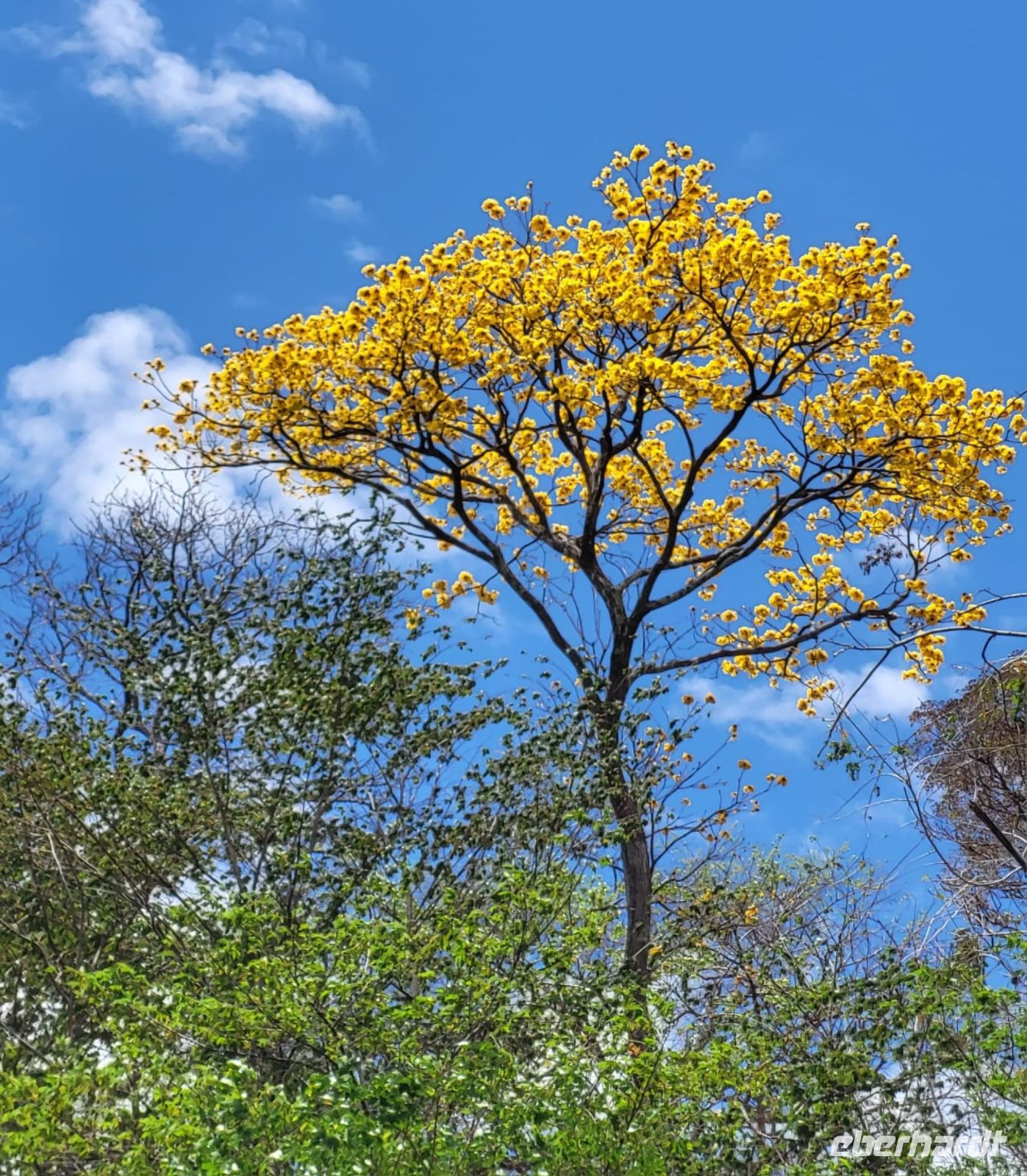 77 Herrliche Farbtupfer in der Landschaft