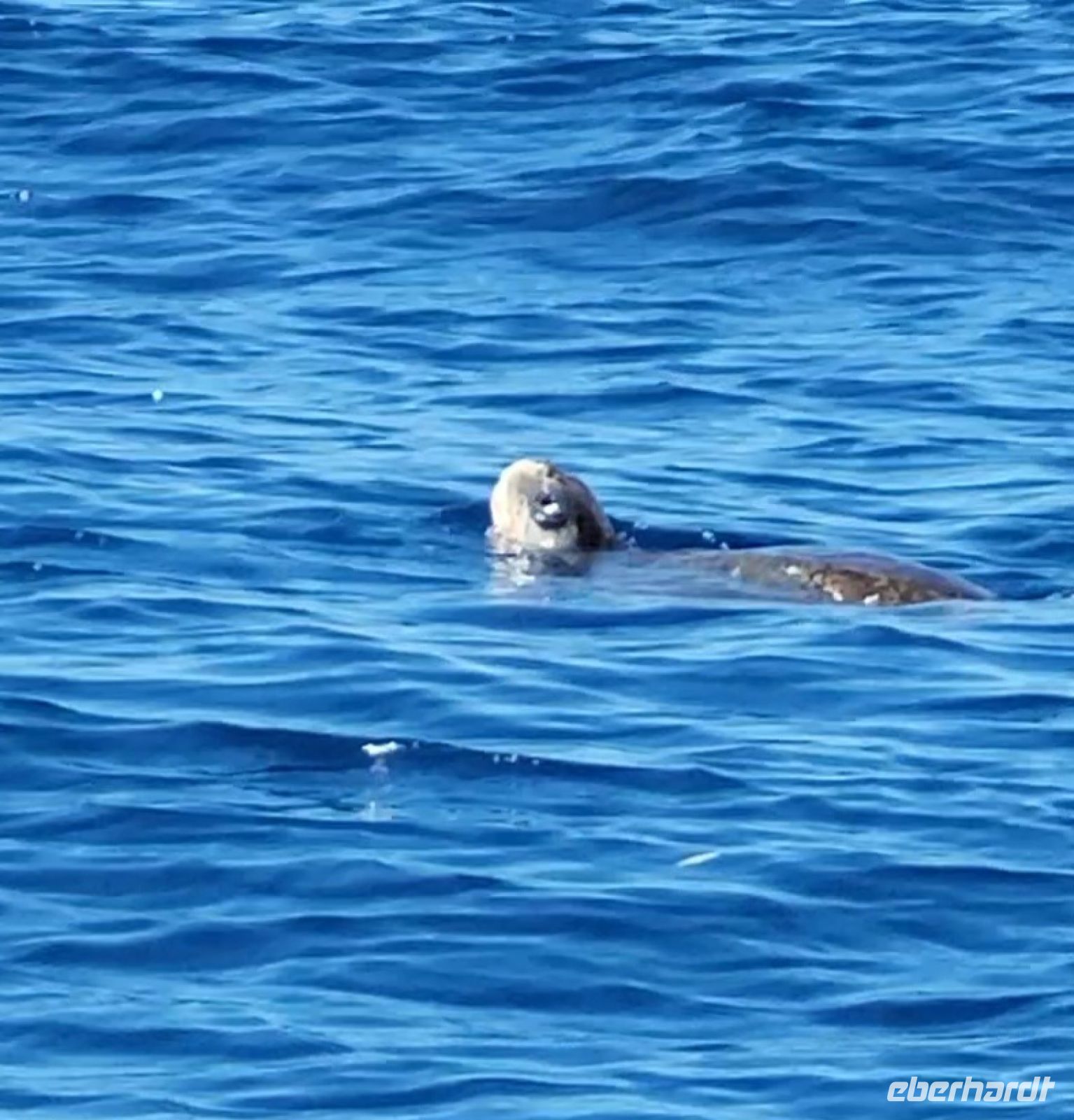 106 Schildkrötensichtung