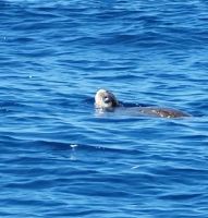 106 Schildkrötensichtung