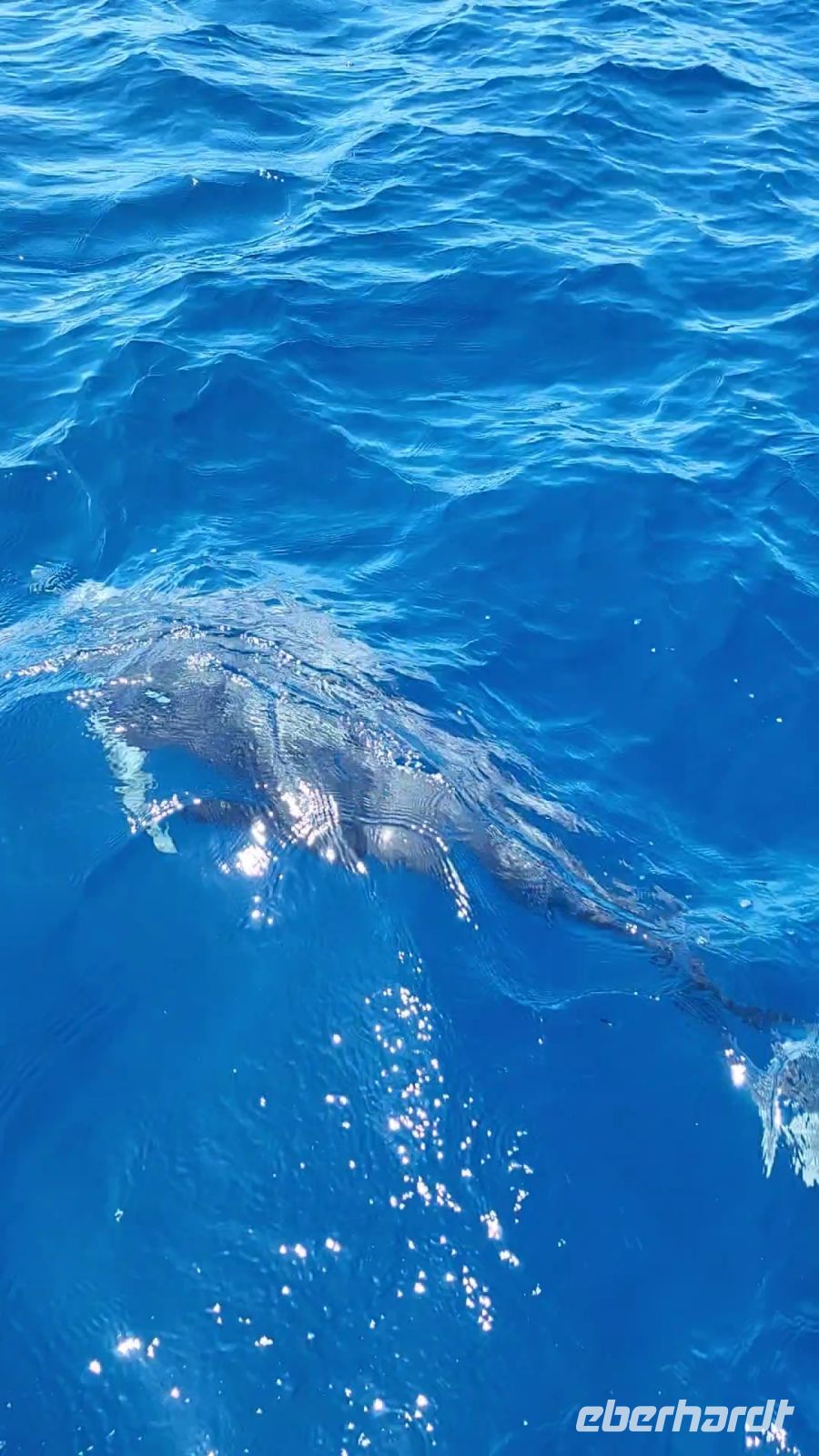 107 Delphine ganz nah am Boot