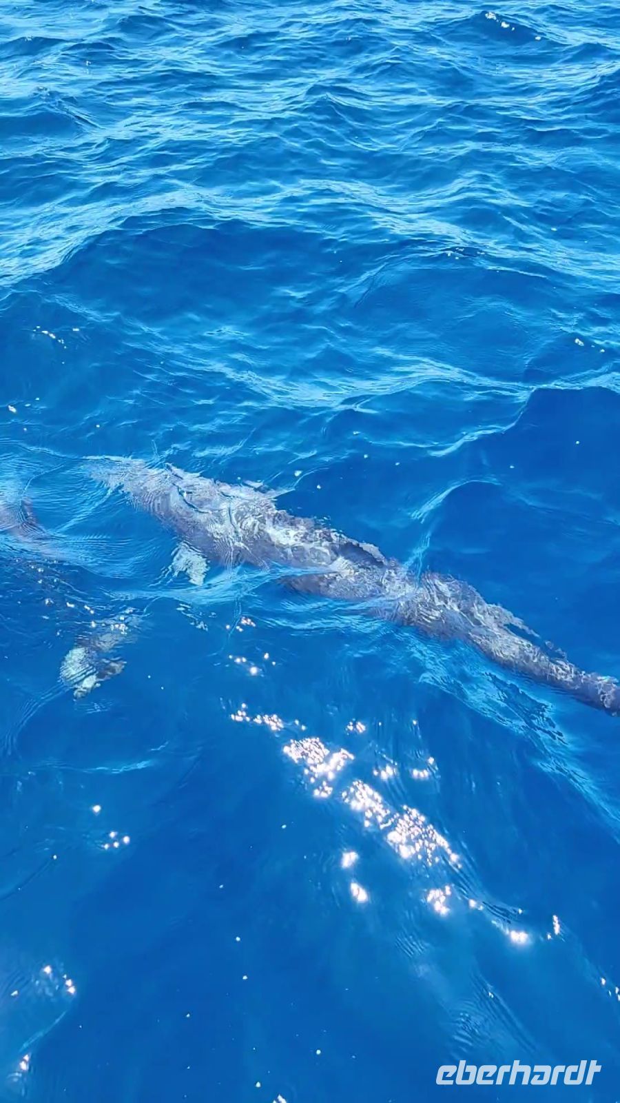 108 Delphine so weit das Auge reicht