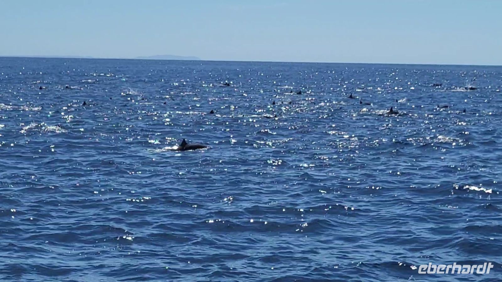 109 endlose Delphinschule