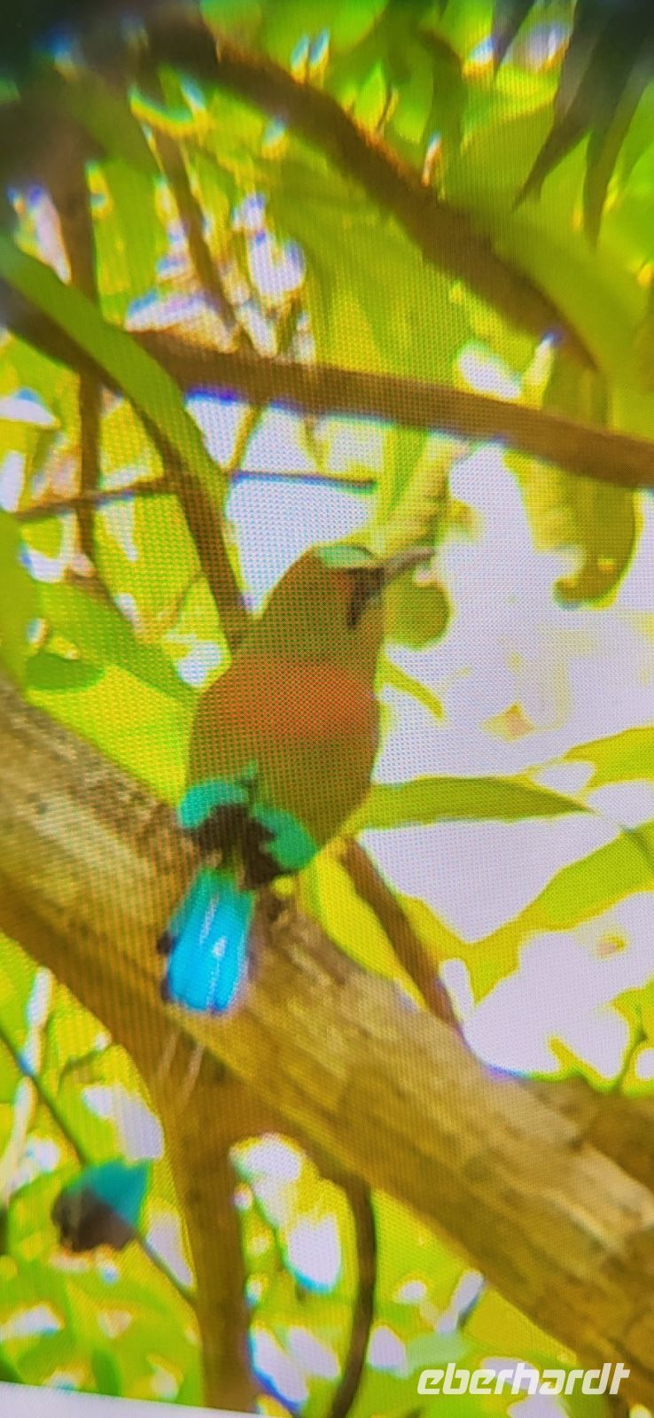 114 im Werner Sauter Biological Reserve