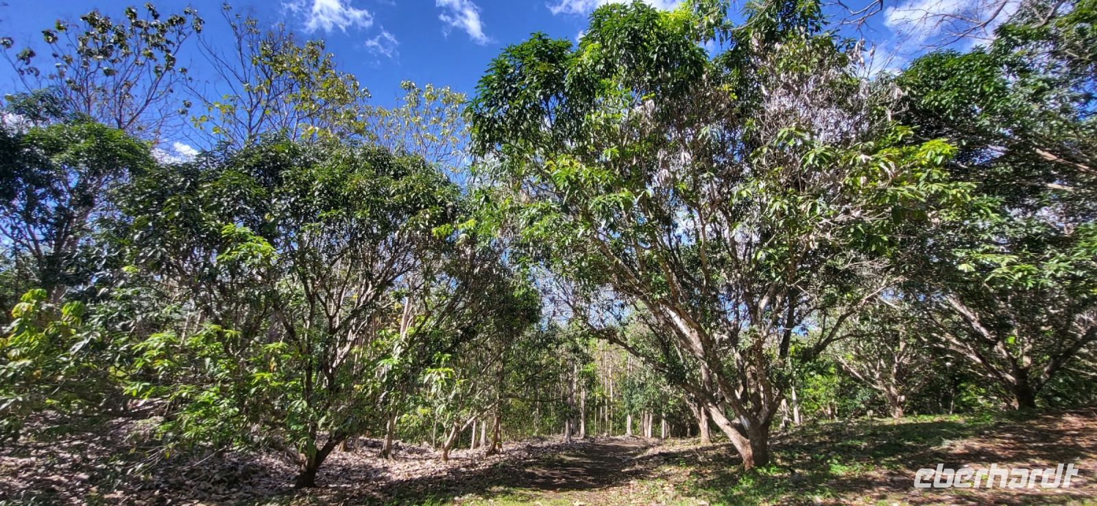 117 im Werner Sauter Biological Reserve