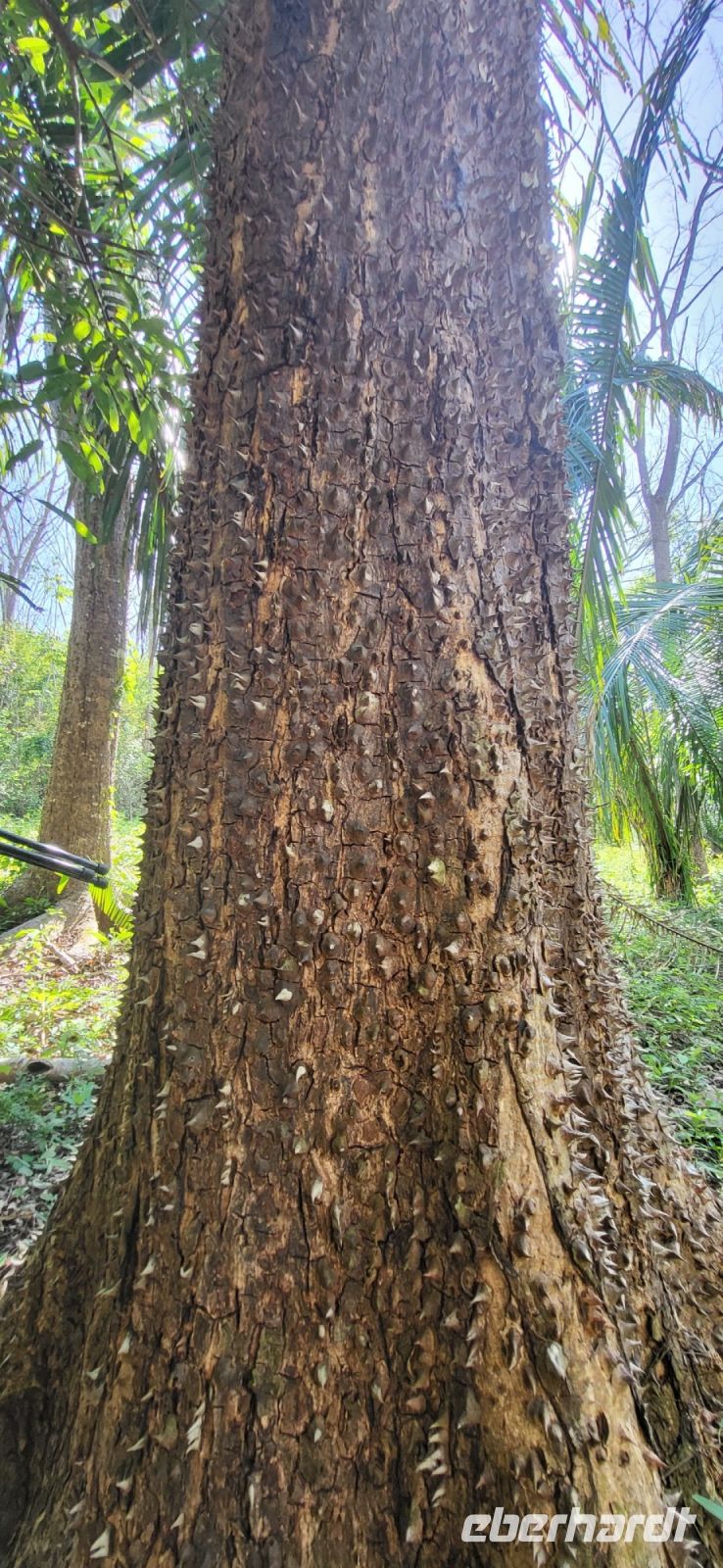 118 Pochote Stachelzeder