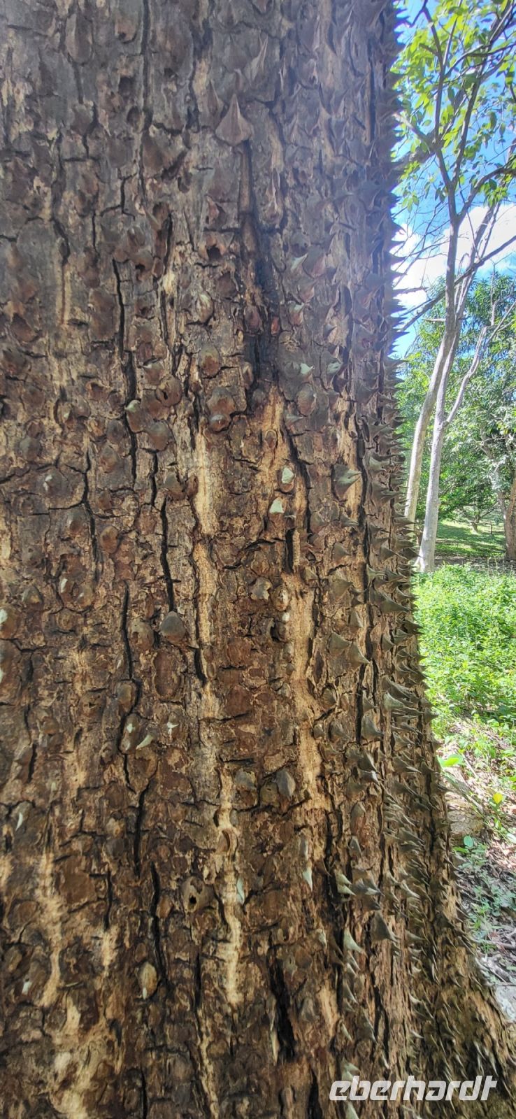 119 Pochote Stachelzeder