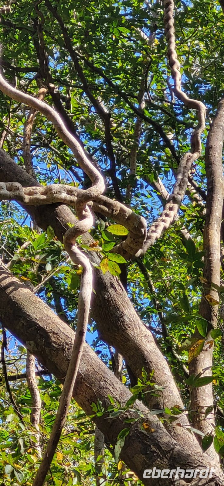 121 Affenleiterliane