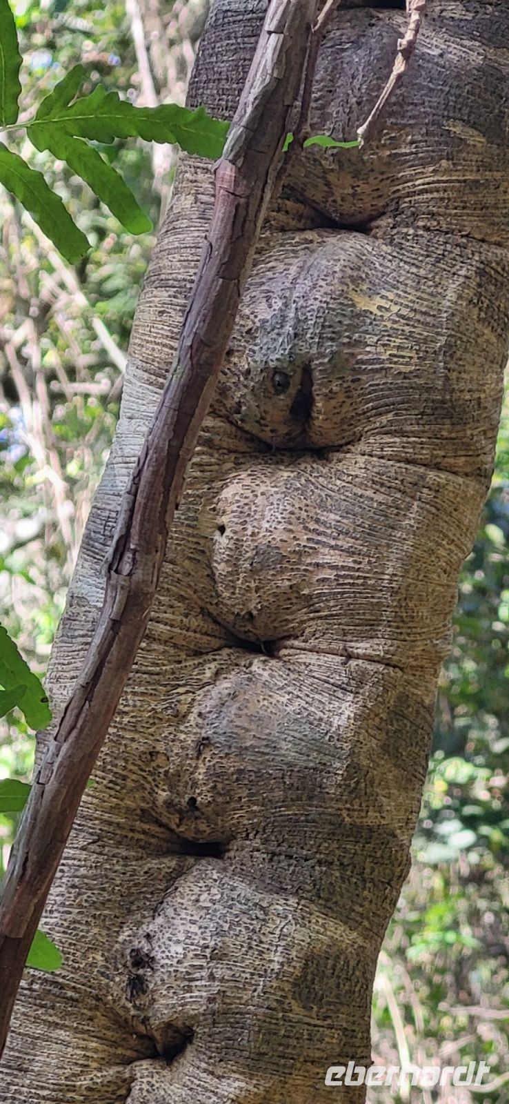 122 Affenleiterliane