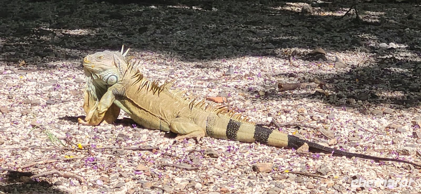 128 Iguana im Stadtpark