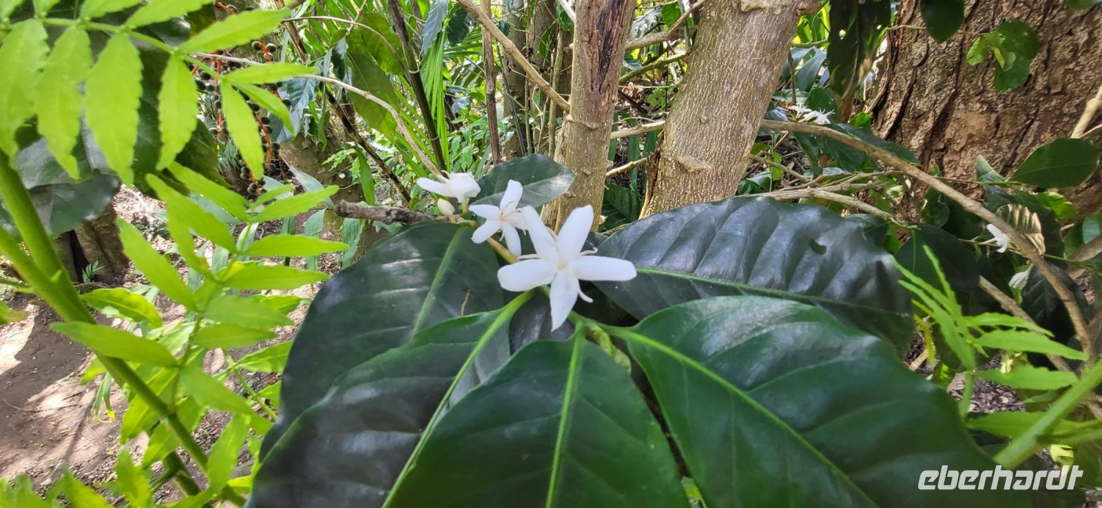 145 Kaffeebaumblüten