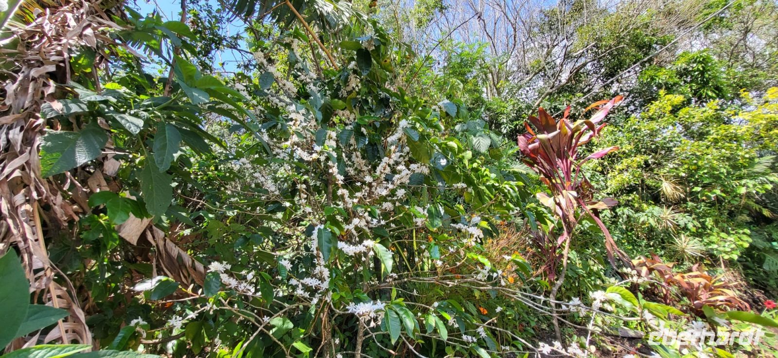 146 Kaffeebaum in voller Blüte