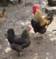 148 ein stolzes Paar