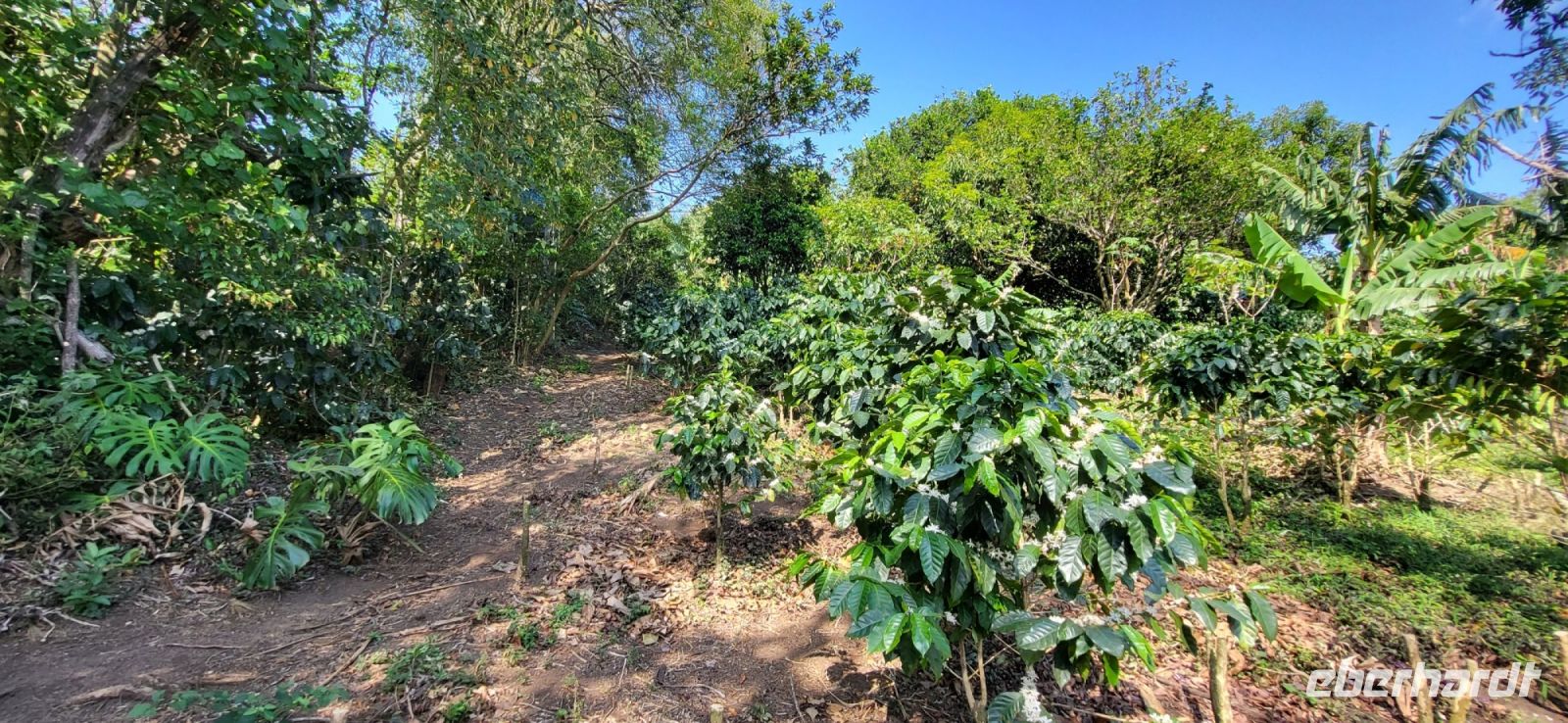 150 Dona Hermidas Paradies