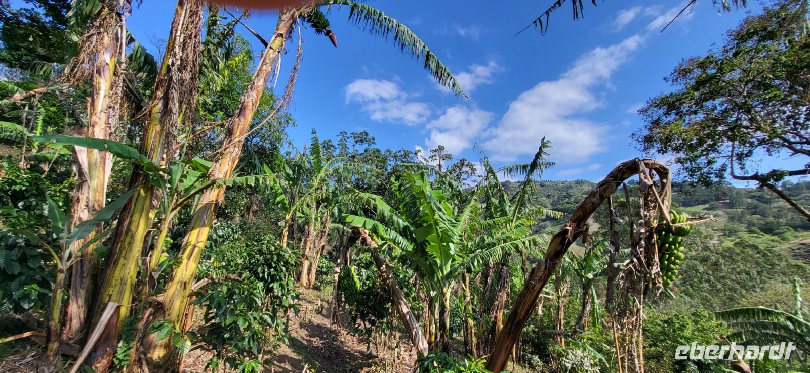 151 Dona Hermidas Paradies