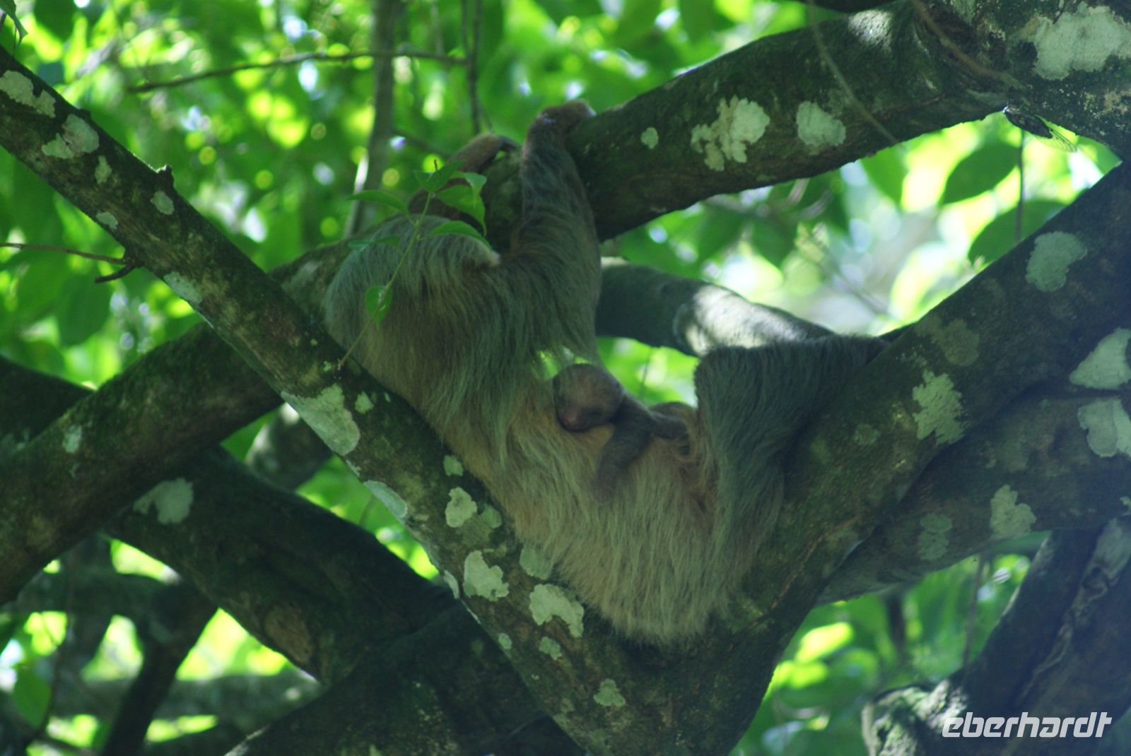 156 Faultier mit Nachwuchs