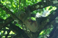 156 Faultier mit Nachwuchs