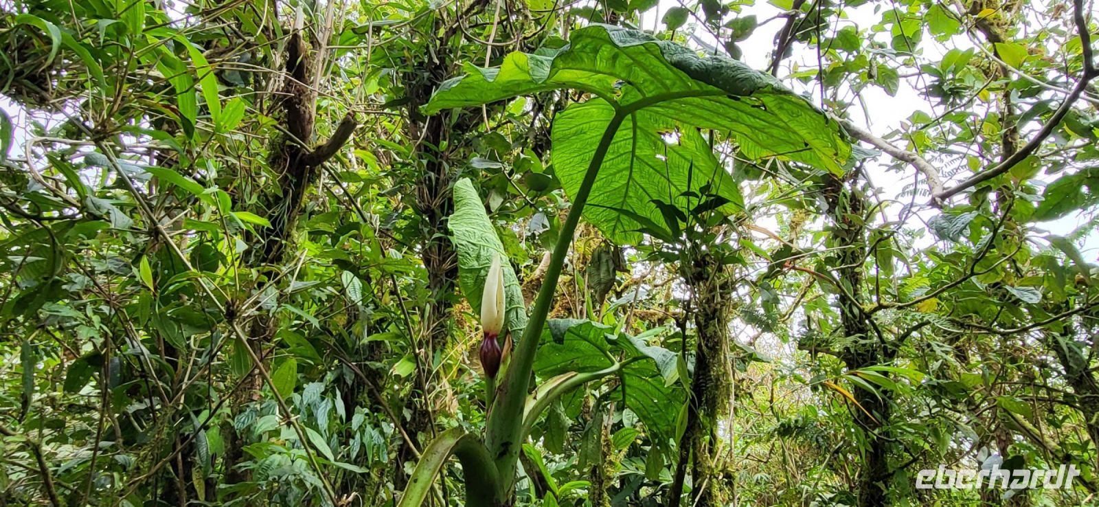 160 Wanderung durch den Nebelwald