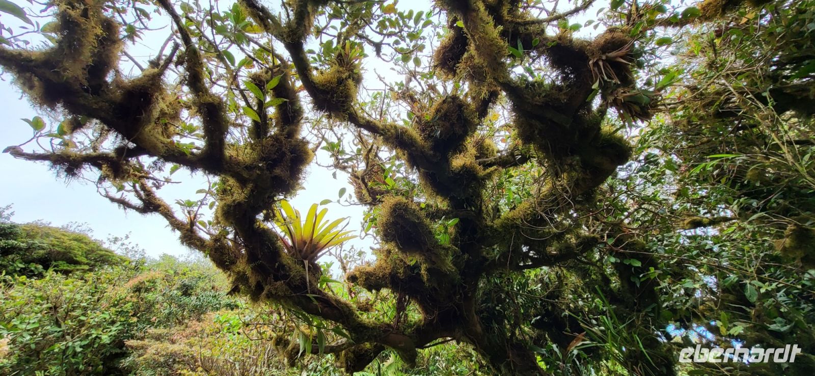 161 Wanderung durch den Nebelwald