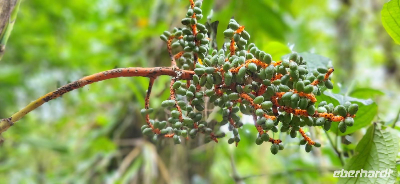 163  Wanderung durch den Nebelwald