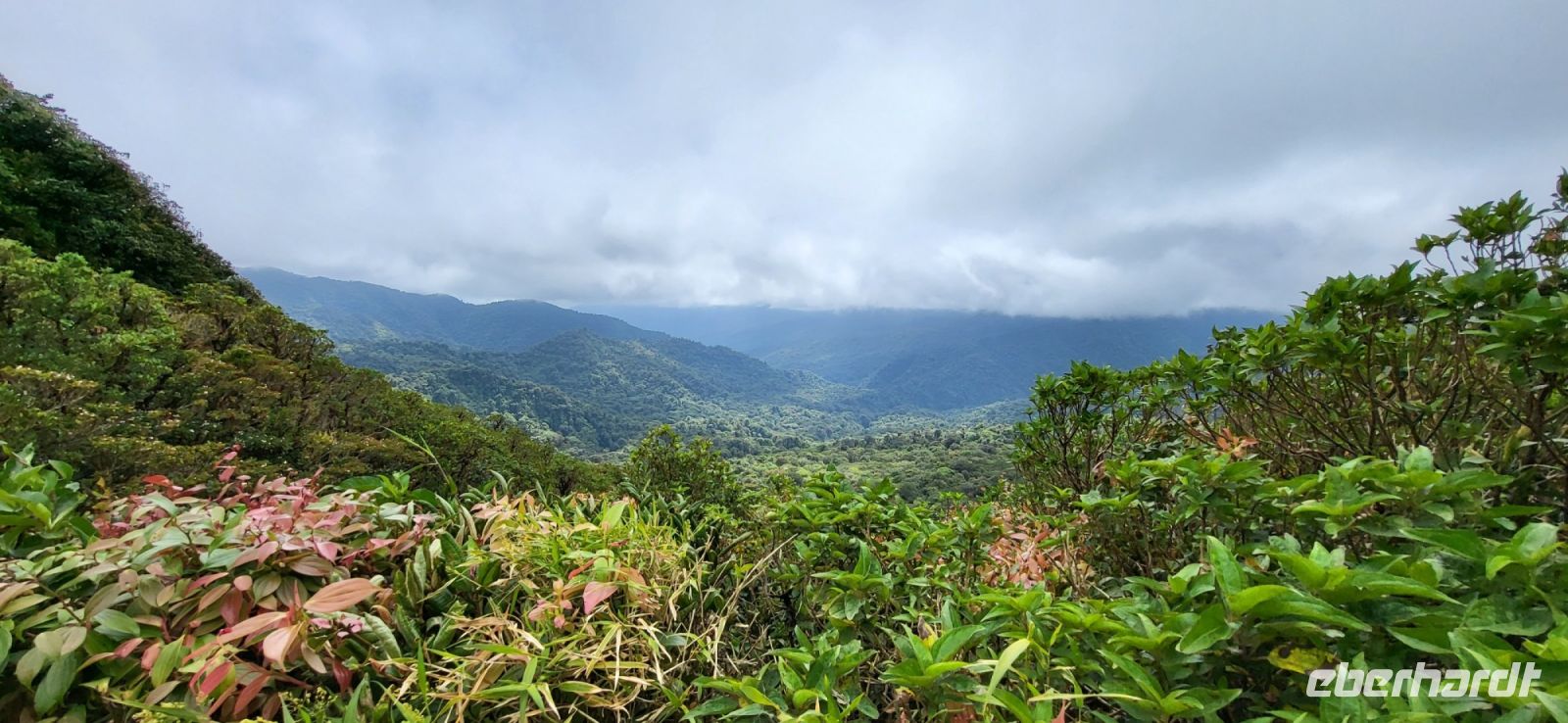 167 Ausblick aus dem Nebelwald