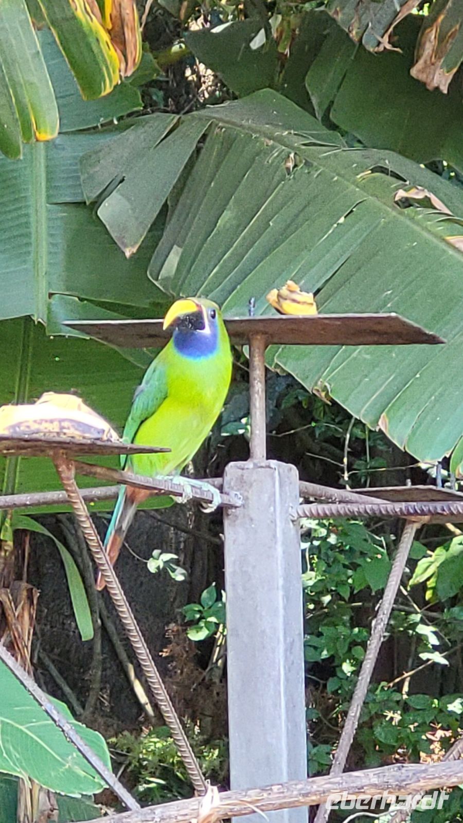168 Vogelgesellschaft beim Mittagsstopp