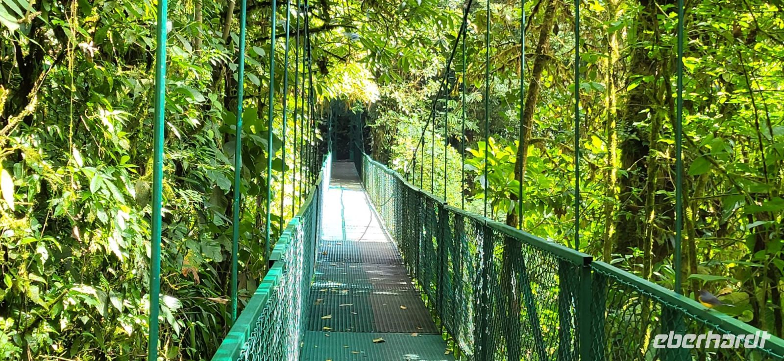 172 Hängebrückenwanderung Monte Verde