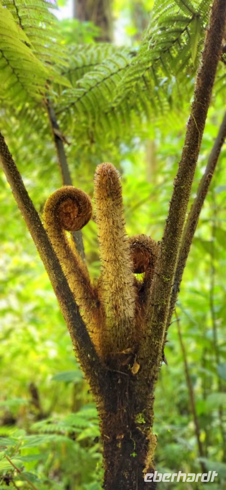 173 Neues Leben im Nebelwald