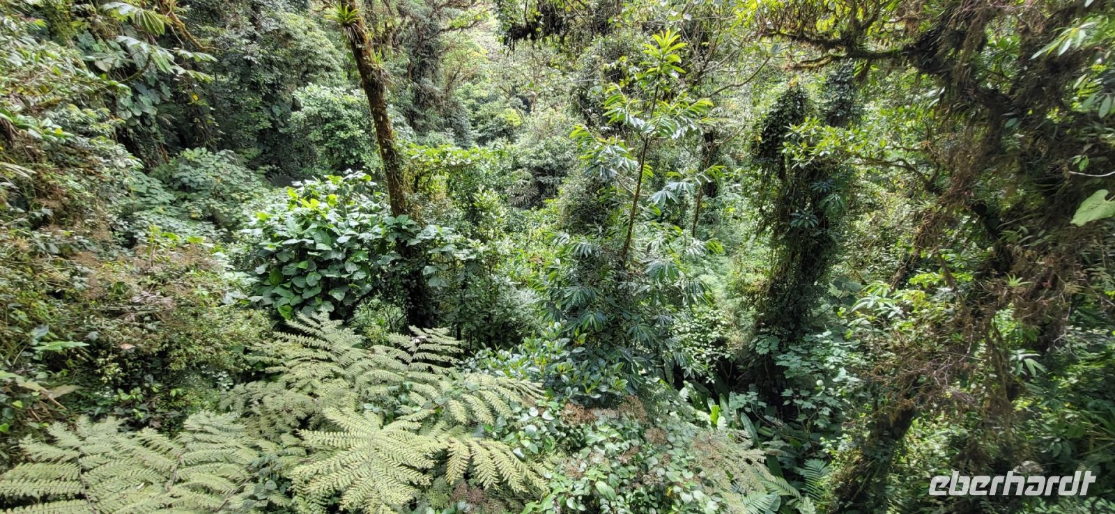 175 Blick von der  Hängebrücke in  Monte Verde