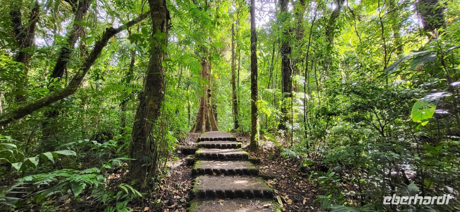 182 unterwegs im Nebelwald