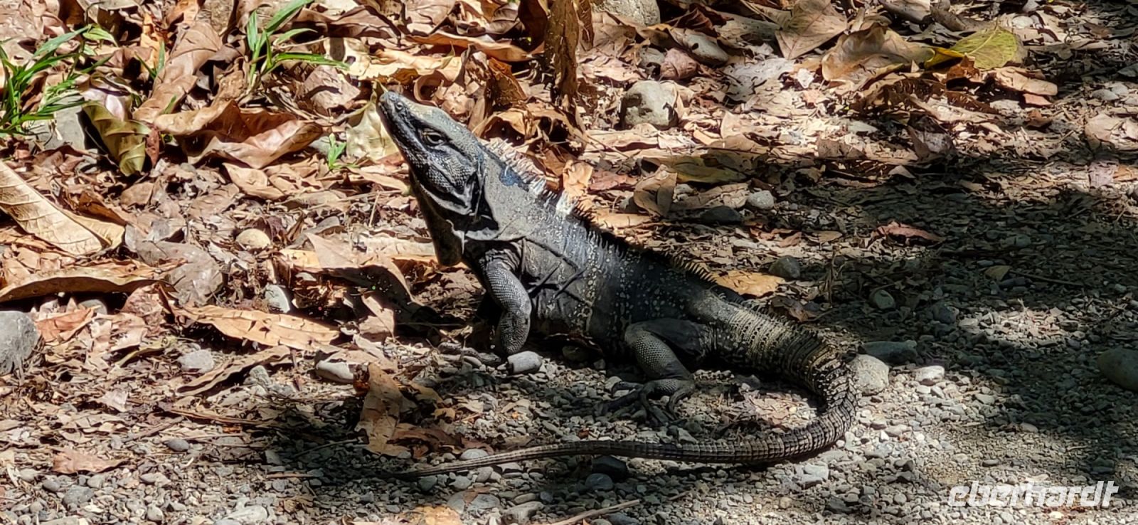 187 Leguane im  Manuel Antonio Nationalpark