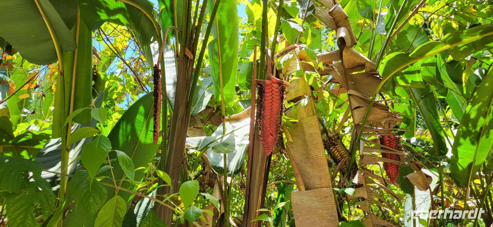 188 Manuel Antonio Nationalpark