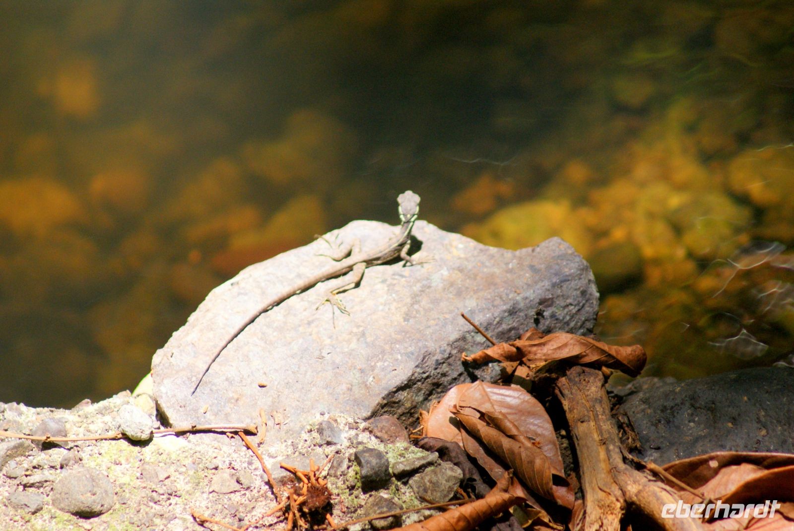 193 Jesus Christ Lizzard