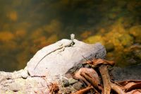 193 Jesus Christ Lizzard