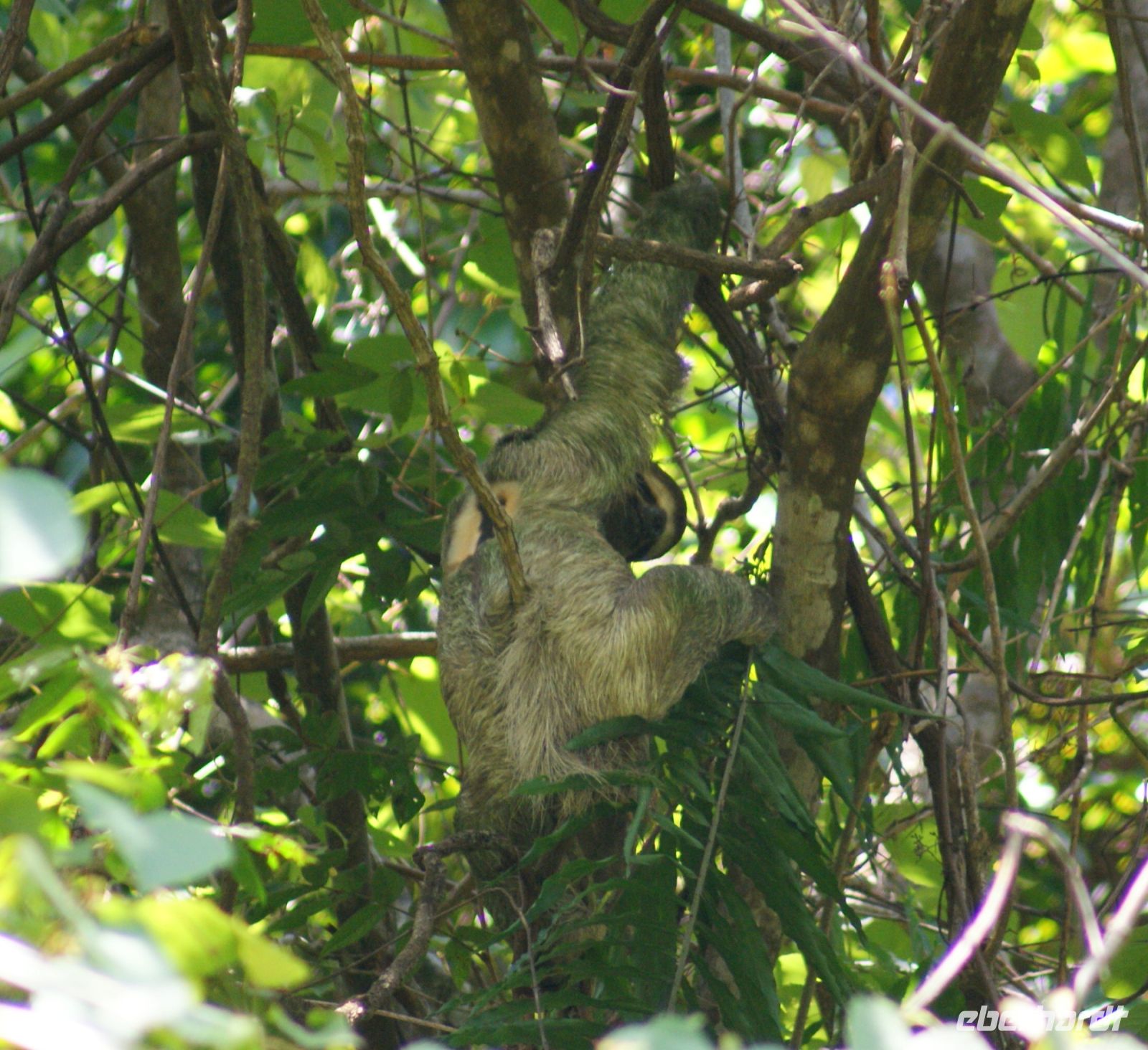 196 Zweifingerfaultier