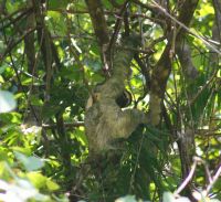 196 Zweifingerfaultier