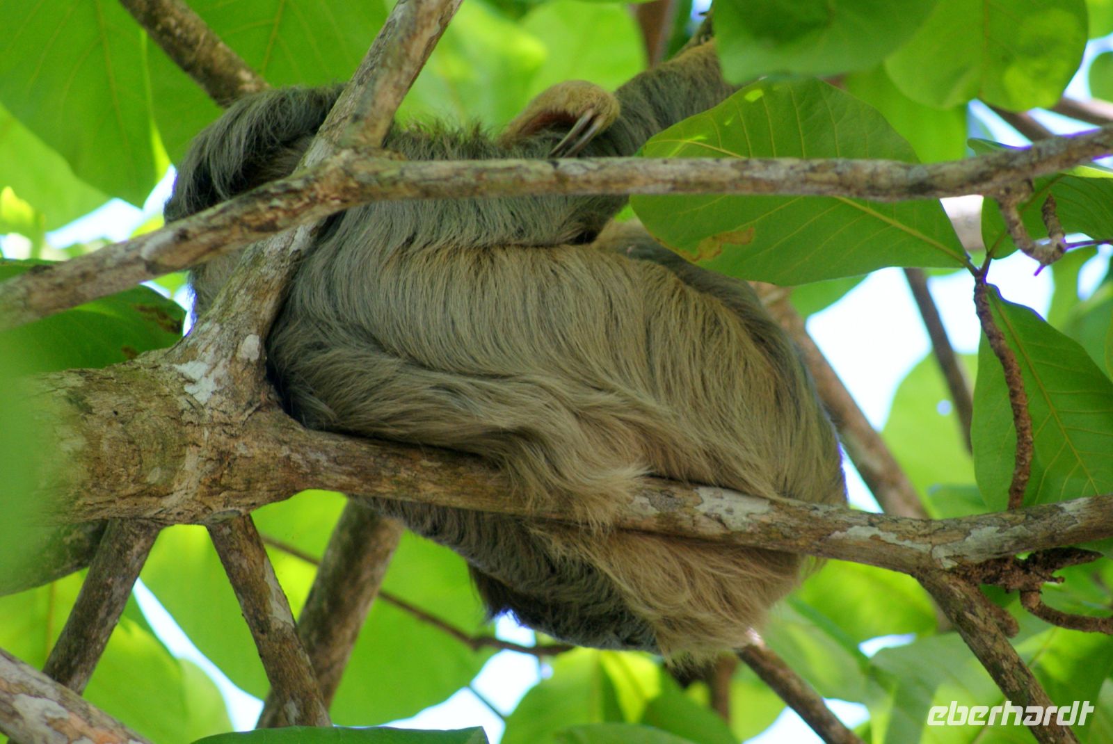 202 Dreifingerfaultier