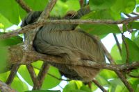 202 Dreifingerfaultier