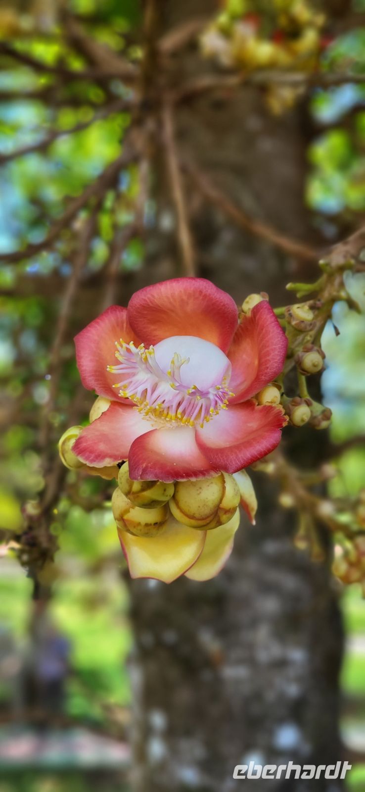 227 Kanonenkugelbaumblüte