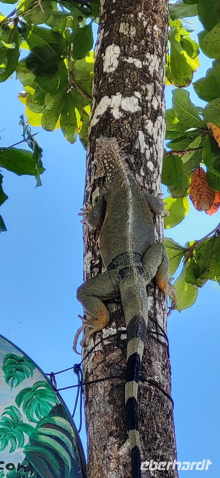 230 Iguana an der Bootsanlegestelle