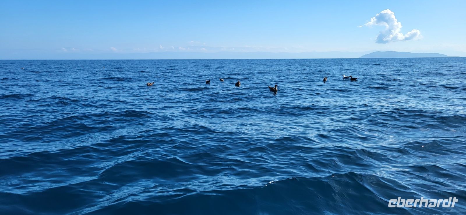 244 Delphine beim Fischfang