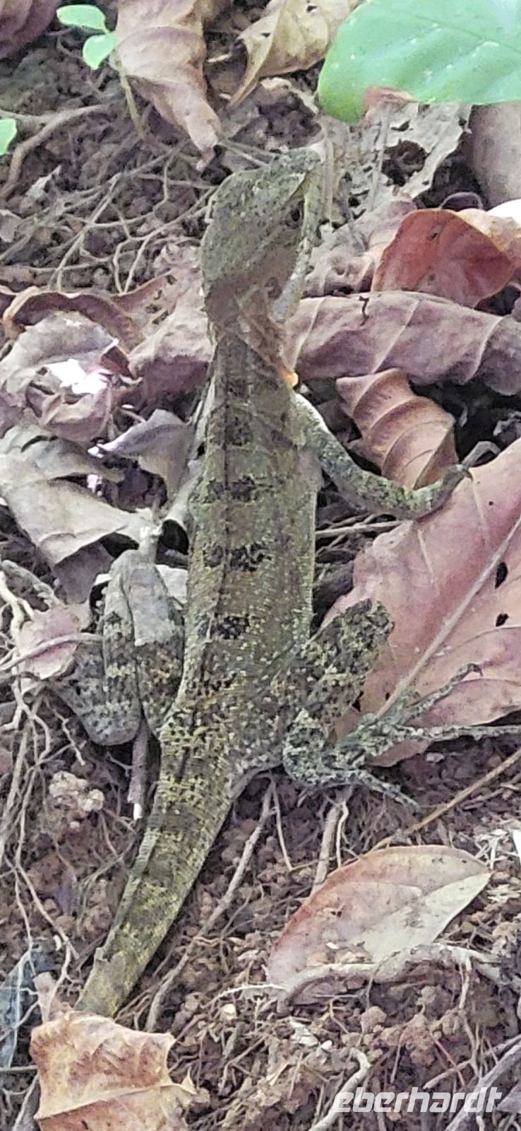 249 im Wald erwischt