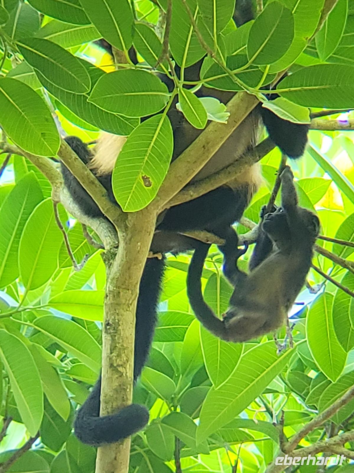265 Brüllaffe mit Jungtier