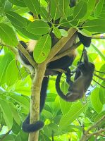 265 Brüllaffe mit Jungtier