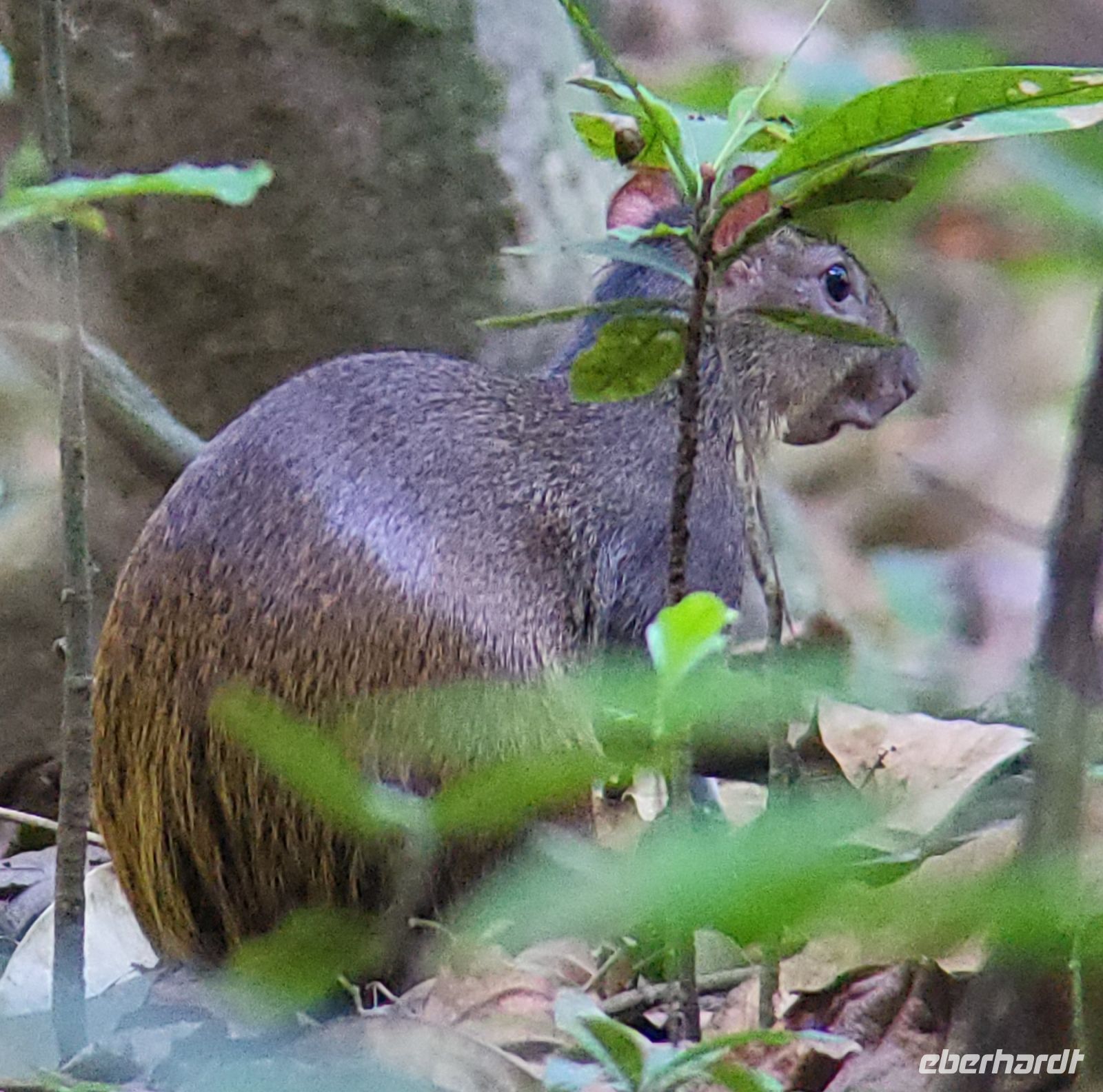 267 Agouti