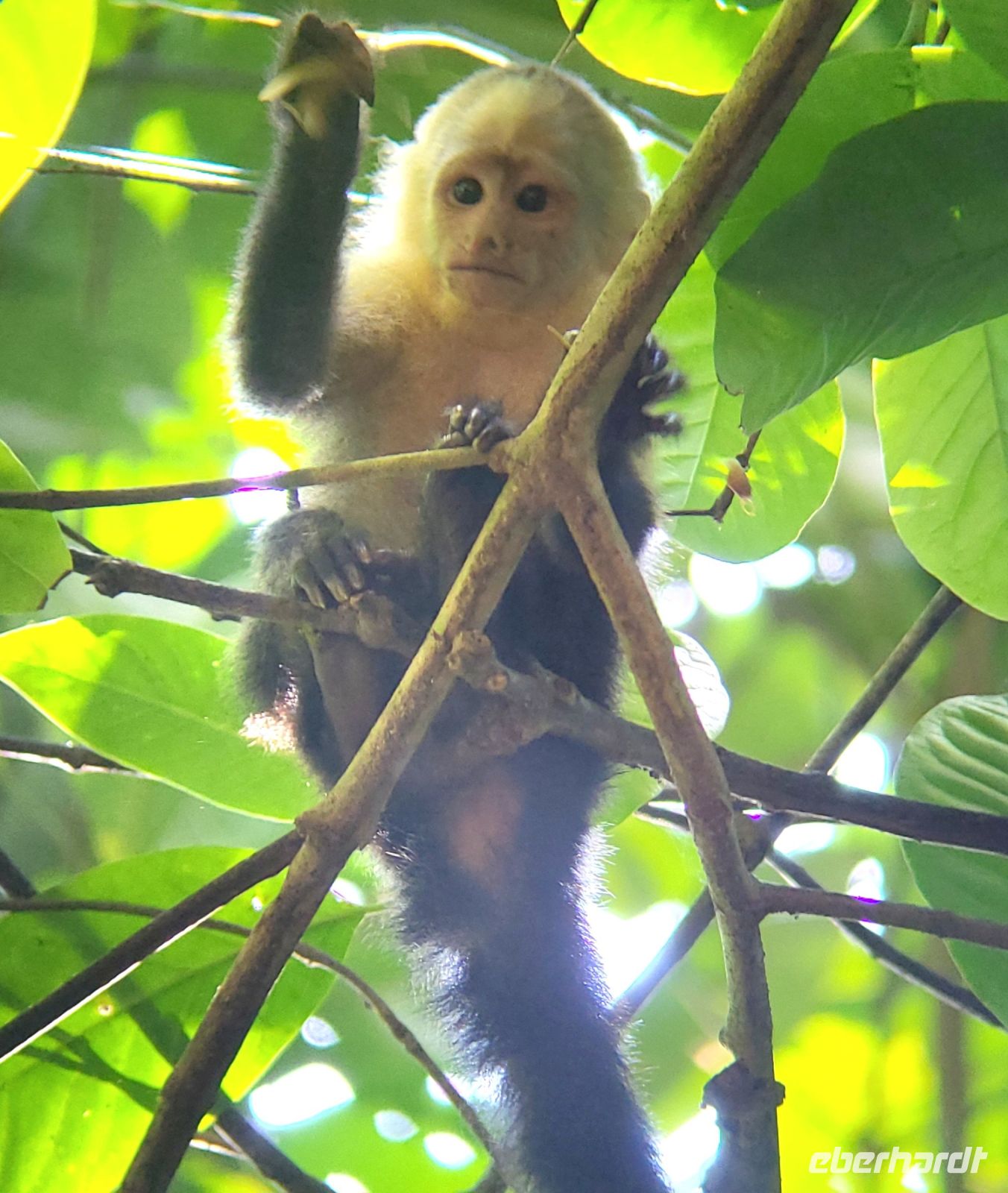 268 Kapuzineräffchen