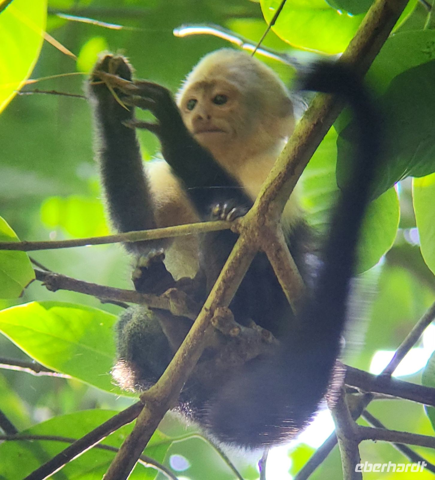 269 Kapuzineräffchen