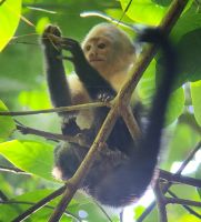 269 Kapuzineräffchen