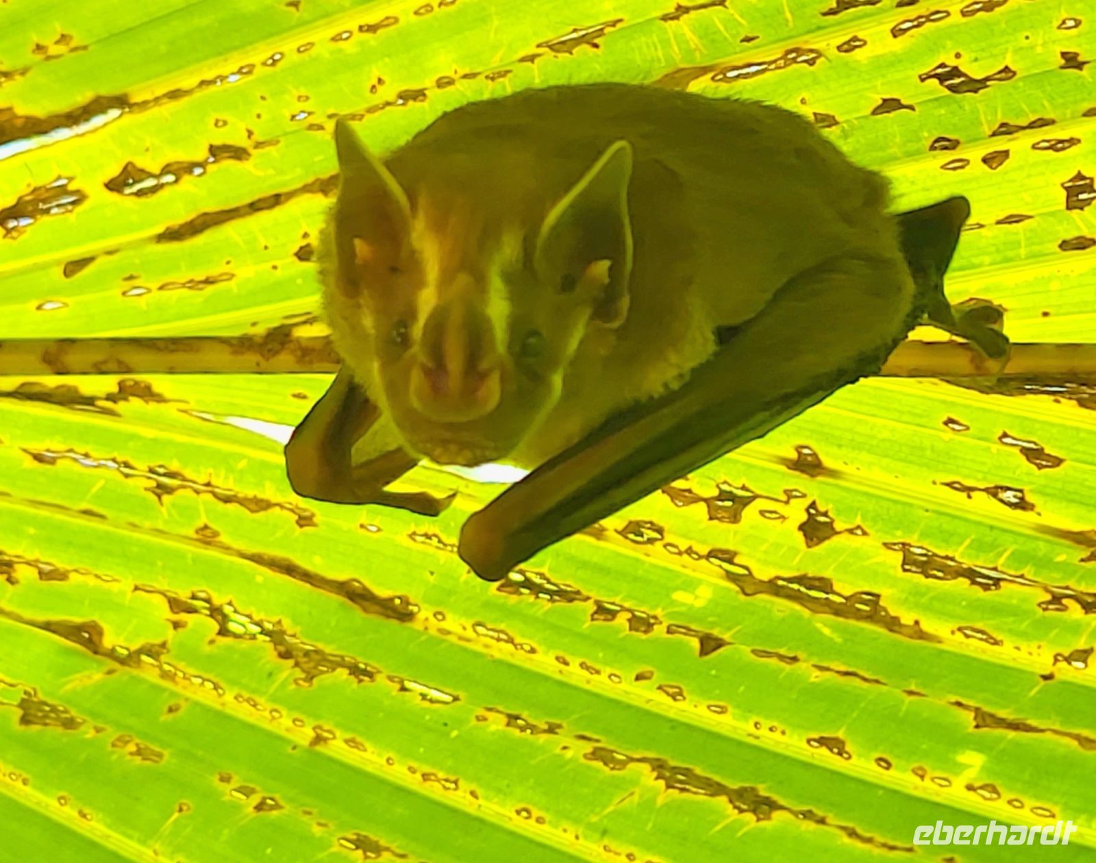 273 schlafende Fledermaus